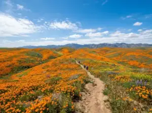Antelope Valley California Poppy Reserve
